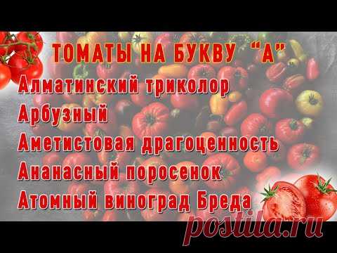 все сорта томатов отА до Я