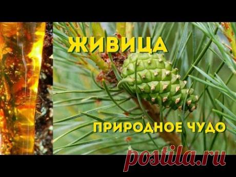 Живица – природное чудо!