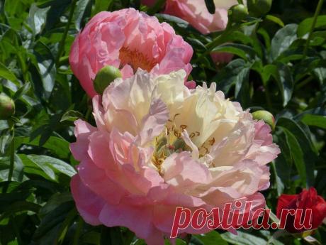 Мифы и легенды о цветах: Пион ~ Planetalsad