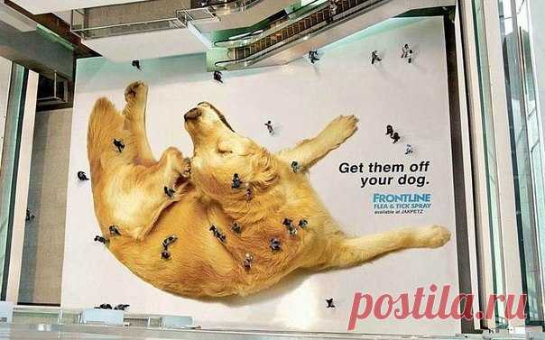 Пол в торговом центре Джакарты — реклама спрея от блох для собак