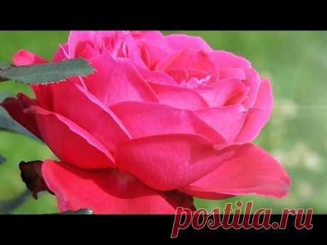 Розы и красивая музыка для тебя,  подружка!