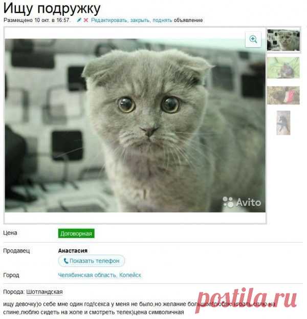 Ржачные объявления на Авито
