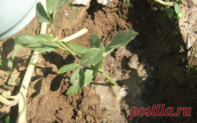 Черенкование роз в домашних условиях – 10 шагов до собственных саженцев