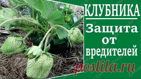 Урожай клубники. Самый простой способ спасти ягоды от вредителей.