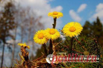 Трава мать и мачеха - полезные свойства и применение Трава мать и мачеха - то это такое, чем полезна, что входит в состав, как применять правильно, кому противопоказана, читайте далее в этой статье.