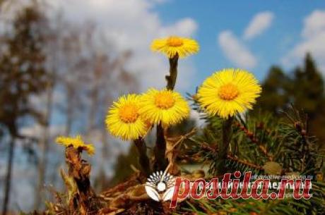 Трава мать и мачеха - полезные свойства и применение Трава мать и мачеха - то это такое, чем полезна, что входит в состав, как применять правильно, кому противопоказана, читайте далее в этой статье.