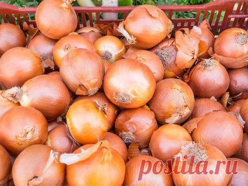 КАКОЙ СОРТ ЛУКА ВЫБРАТЬ ДЛЯ ДАЧИ?
Существует множество сортов лука, которые подходят для выращивания в огороде. Узнайте о некоторых их особенностях...http://ogorod.usadbaonline.ru/ru/2014mar/plants/5636/