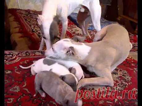 ▶ Бозон Хиггса - триумф духа - YouTube