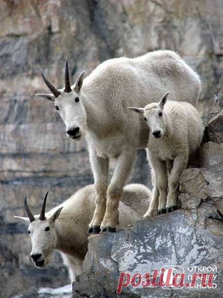 Снежная коза – феноменальный скалолаз - Путешествуем вместе