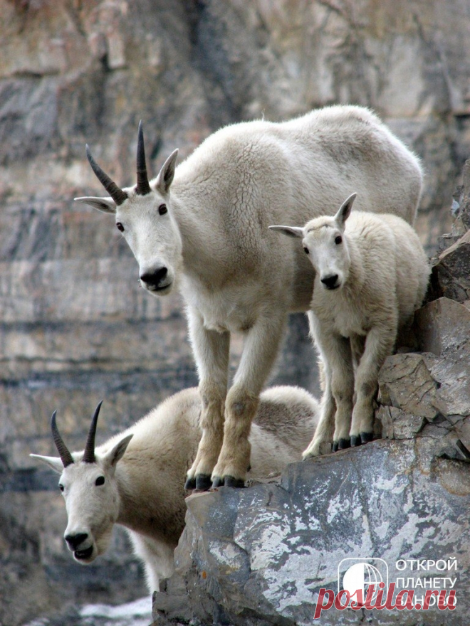 Снежная коза – феноменальный скалолаз - Путешествуем вместе
