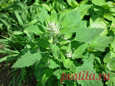 Лебеда - лекарственный сорняк.