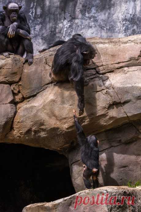 16 животных, которые знают, что такое настоящая взаимовыручка