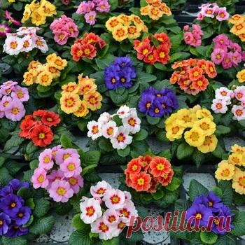 Цветок примула садовая многолетняя: фото, описание, как ухаживать за примулами, какие бывают виды примул