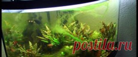 Растения аквариумные - Part 2