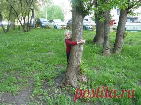в три обхвата....