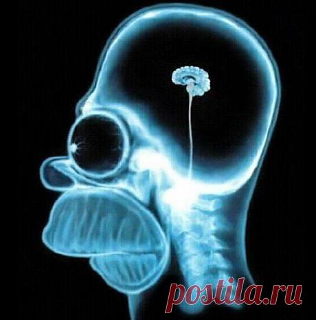 Почему наш мозг в процессе эволюции уменьшается? | Познавательное сообщество "ПОЧЕМУ?"