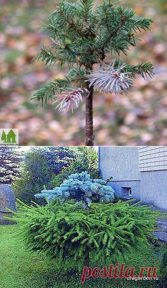 Прививка ели