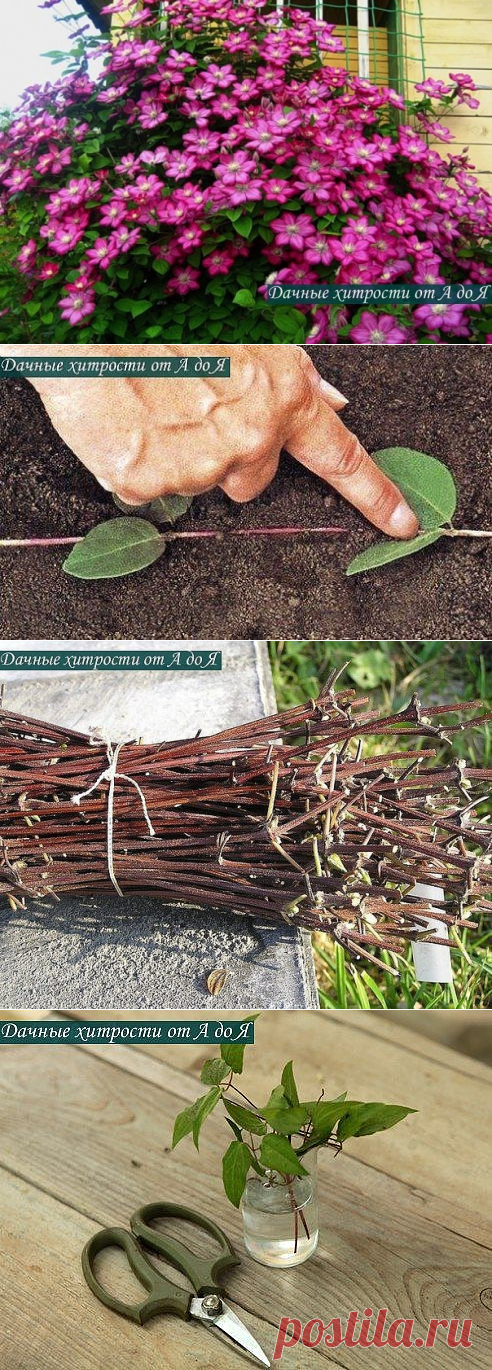 РАЗМНОЖЕНИЯ КЛЕМАТИСОВ