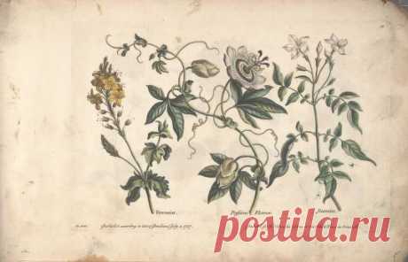 The florist, or, An extensive and curious collection of flowers, for the imitation of young ladies, either in drawing or in needle?workby A. Heckle. : Heckel, Augustin, : Free Download, Borrow, and Streaming : Internet Archive