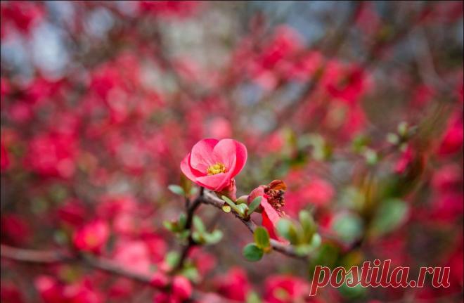В Крыму цветет японская айва