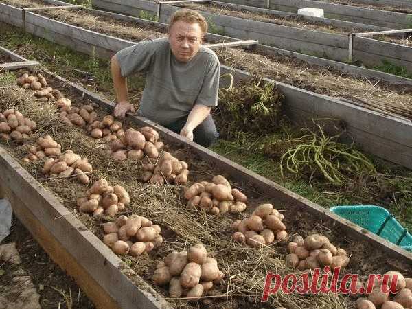 Уникальная технология посадки картофеля