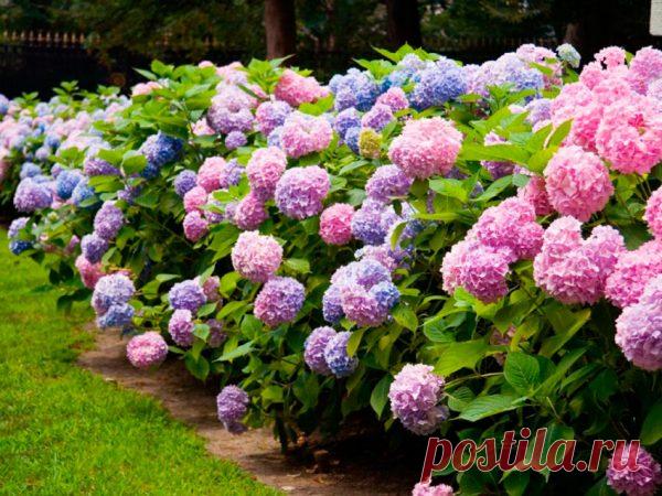Яркая красавица гортензия в вашем саду: Тонкости посадки и ухода