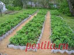 Традиционный огород: копаем один раз - Садоводка