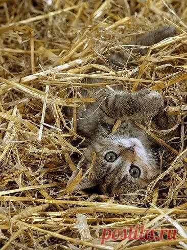 летом в деревне