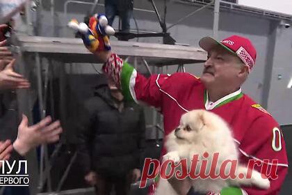 Нежности Лукашенко и его пса попали на видео. Президент Белоруссии Александр Лукашенко взял своего шпица Умку на хоккейный матч со сборной Гродненской области, состоявшийся в рамках XV Республиканских соревнований среди любителей. В частности, на видео попало, как белорусский лидер, одетый в хоккейную форму, берет пса на руки и с нежностью его целует в морду.