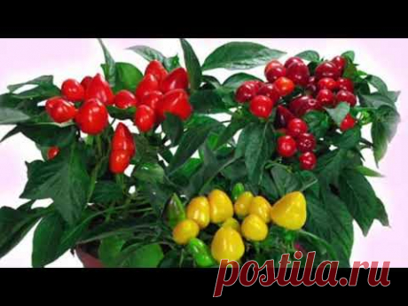 ЯДОВИТЫЕ ДОМАШНИЕ РАСТЕНИЯ 3 ЧАСТЬ #опасные_растения  #Poisonous_Plants #oldenburgru - YouTube