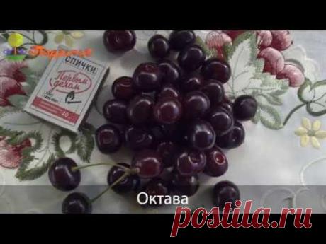 Вишня. Посадка и уход.