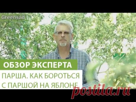 Парша. Как бороться с паршой на яблоне. - YouTube