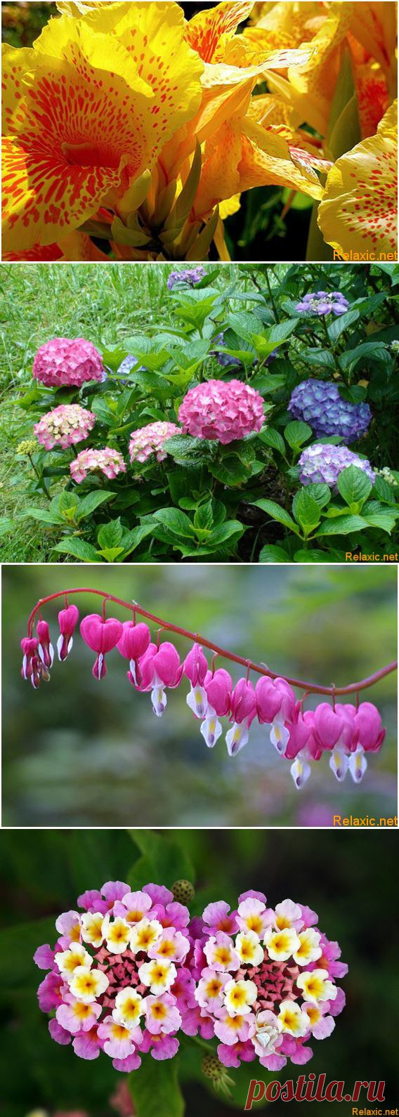 10 самых красивых цветов в мире (10 +текст) | Релаксик