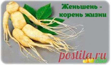 ЖЕНЬШЕНЬ - КОРЕНЬ ЖИЗНИ