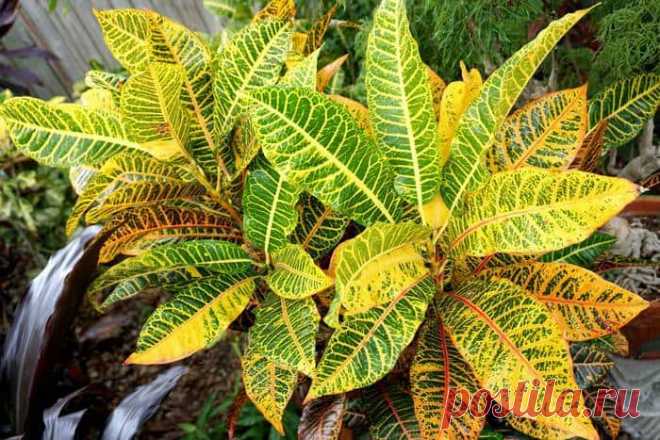 У кротона сохнут и опадают листья: причины, что делать в этом случае