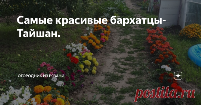 Самые красивые бархатцы- Тайшан. Раньше я была совершенно  равнодушна к бархатцам, пока случайно не увидела 
