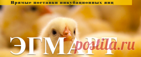 ООО Эгмарт. Инкубационные яйца и суточные цыплята из Европы.