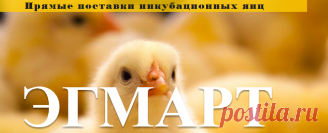 ООО Эгмарт. Инкубационные яйца и суточные цыплята из Европы.