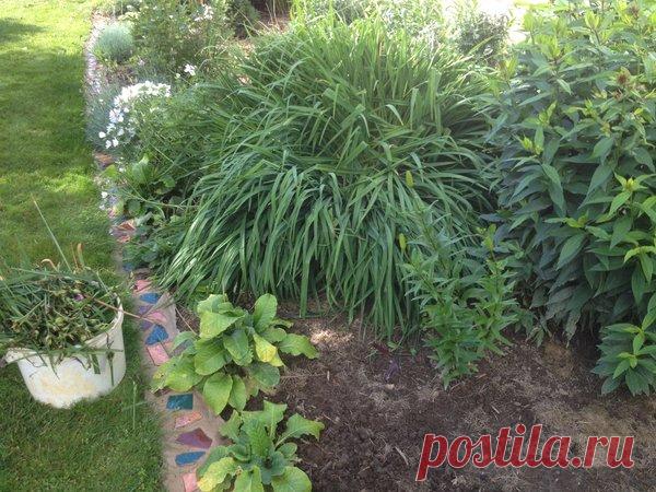 Зачем лилейнику стрижка? - Дачный участок - медиаплатформа МирТесен