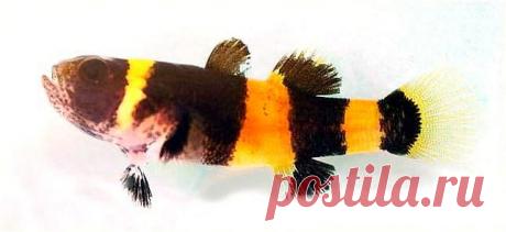 Бычок Пчелка или Шмель (Brachygobius doriae) | Аквариумные рыбки - содержание и разведение