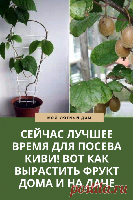 Совет как посадить киви