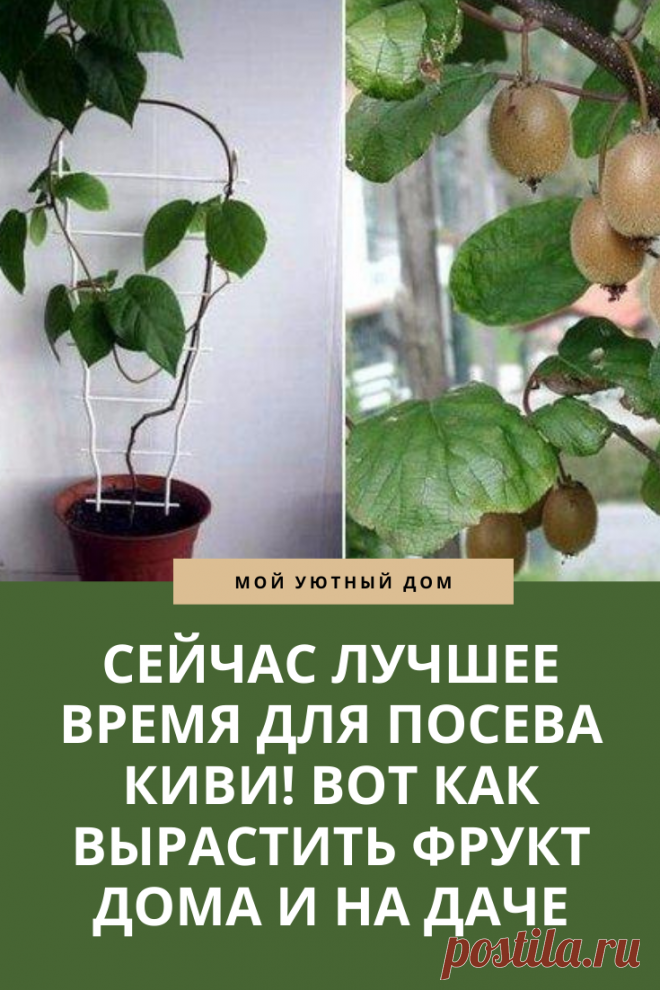 Совет как посадить киви