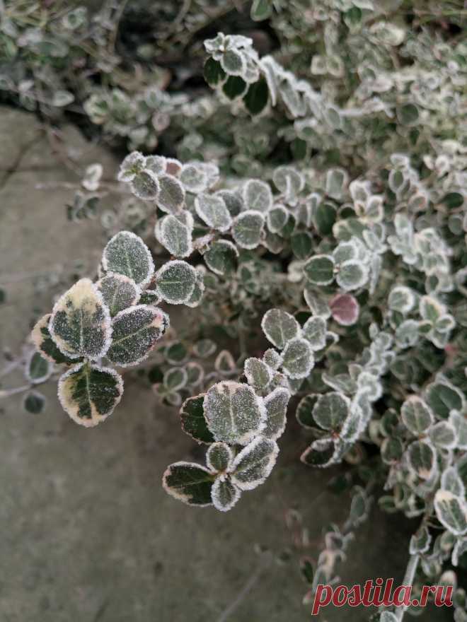 Бересклет Форчуна «Эмеральд Гаити» (Euonymus fortunei «Emerald Gaiety») зимой
