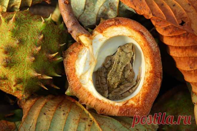 30 самых удивительных лягушек и жаб в мире