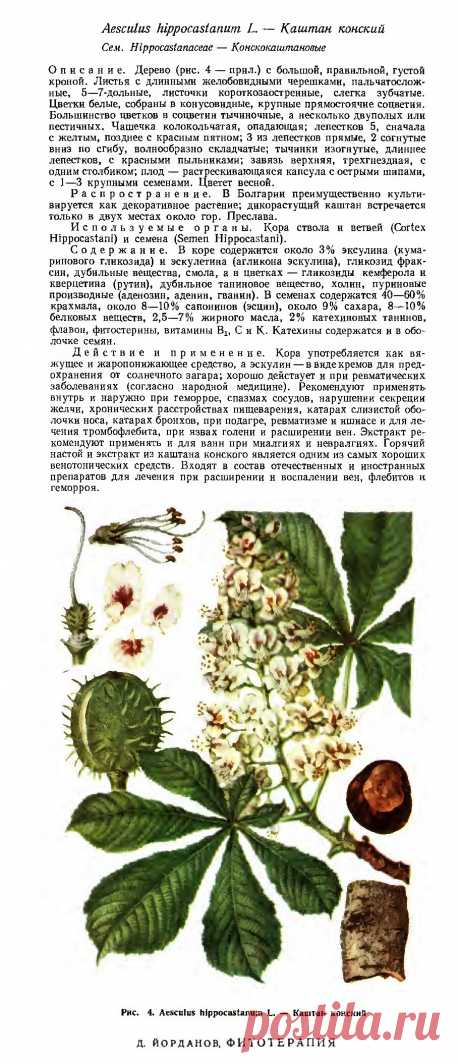 Каштан конский