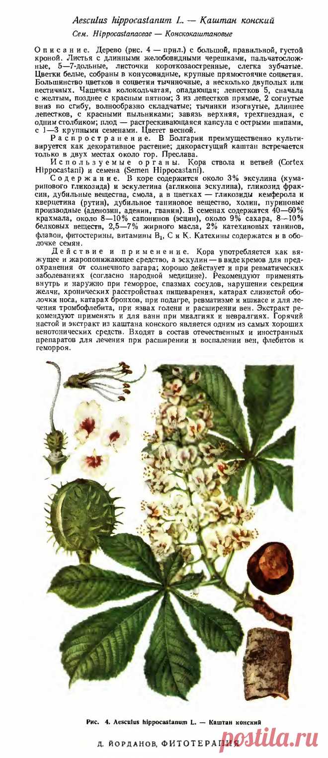 Каштан конский