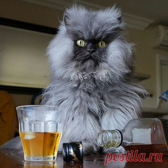 По усам текло...