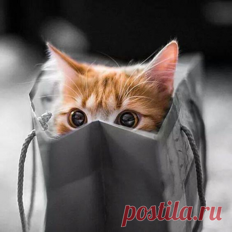 В засаде..
