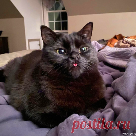 "Человек, у меня нет слов - одни эмоции!" Смешные котики | Которадуга | Яндекс Дзен