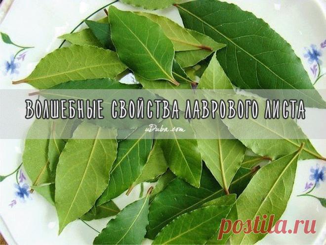 В домашних условиях ЛАВРОВЫЙ ЛИСТ поможет избавиться от многих проблем | thePO.ST